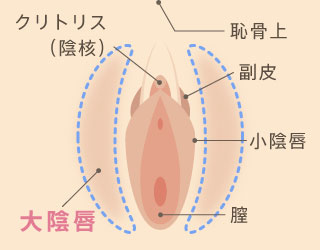 大陰唇とは？